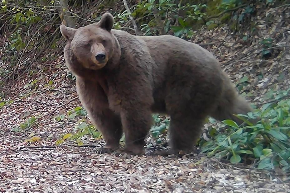 Sakarya’nın Yaban Hayatı Fotokapanda Gözler Önünde