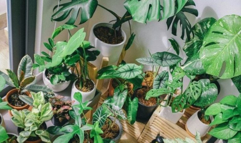 Bu bitkiler depresyon ve kaygıyı önlüyor: Akıl sağlığına iyi gelen 7 ev bitkisi – Son Dakika Hayat Haberleri