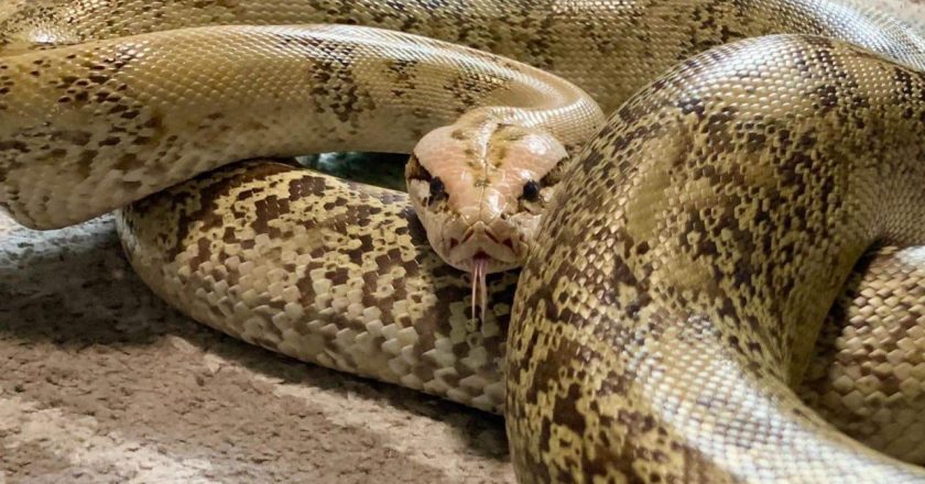 Tayland’da 4 metrelik pitonun yuttuğu kadın 2 saat kurtarılmayı bekledi