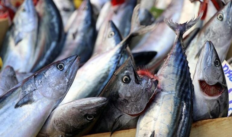 Palamut sezonu sona yaklaşıyor: Son 10 gün! – Güncel ekonomi haberleri