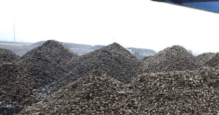Muş'ta rekor alım: Hedef 56 bin ton… – Son Dakika Hayat Haberleri