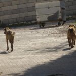 Sokak köpeği tarafından saldırıya uğrayan çocuk çorumda yaralandı