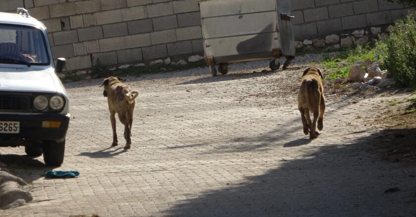 Sokak köpeği tarafından saldırıya uğrayan çocuk çorumda yaralandı