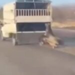 Kamyonun arkasına bağladığı atı dakikalarca sürükledi; O anlar kamerada