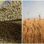 Yeşil Mercimek ve Yulaf İthalatında Gümrük Vergileri Azaltıldı